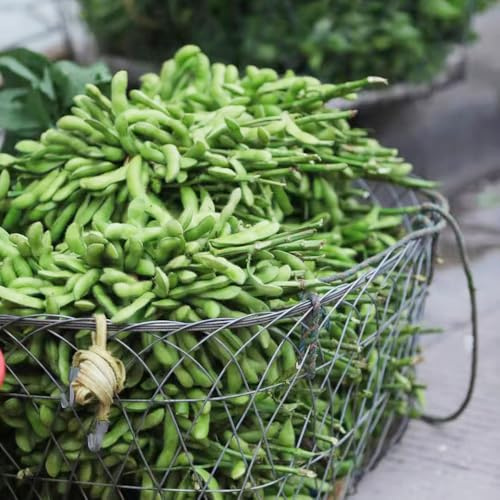 frijol edamame - decoración de oficina jardín resistentes balcón Semillas variedades tradicionales 130pcs