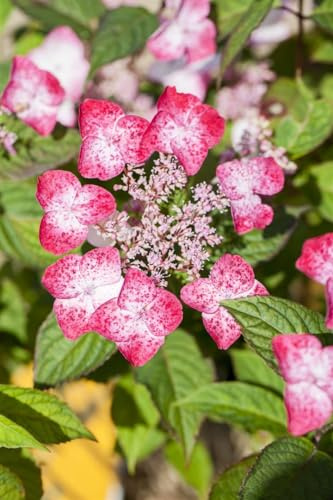 Berghortensie Hydrangea serrata Benigaku 30-40 cm Strauch winterhart | Halbschattig, üppige Blüte, dekorative Blätter, ideal für Garten, Terrasse und Balkon, robust und langlebig