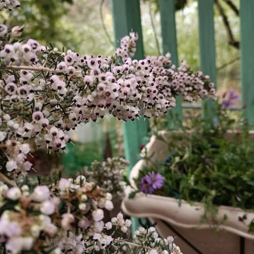Semillas de resistentes al brezo, decorativas, brezo macizo de resistentes de jardín, interior 25pcs