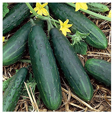 PREMIER SEEDS DIRECT - Cucumber - SPACEMASTER 80-50 Seeds