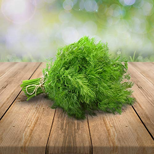 Dill mehrjährig 250 x Samen 100% Natursamen aus Portugal handgepflückt