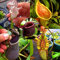 Piante carnivore Acchiappamosche Semi di Nepenthes Epenthes Pianta carnivora che mangia zanzara Insetto Giardino Fiori da giardino all'aperto Copertura del terreno Piante sempreverdi 50 pezzi
