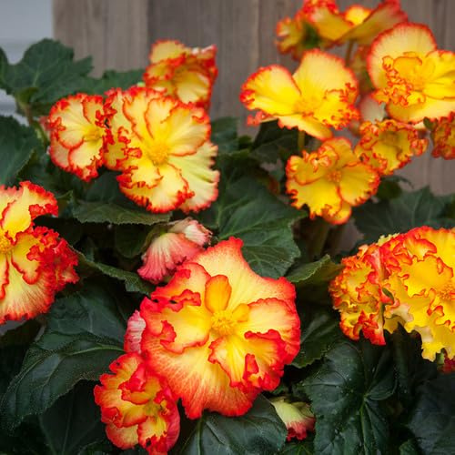 Fresh 100Pcs Yellow red Begonia Flower Seeds