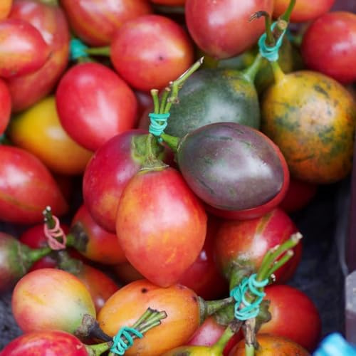 tamarillo tomatenbaum - biosaatgut obstsamen gartenpflanzen winterhart kräutergarten kräuterpflanzen bonsai bäumchen kaufen säulenobst balkon garten obstpflanzen wildkräuter bonsai 80samen