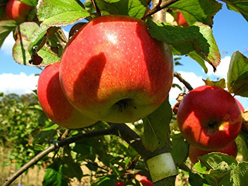 Malus domestica 'James Grieve' 175 cm – Winterhart & Mehrjährig – Apfelbaum – Obstbaum für Garten & Obsternte