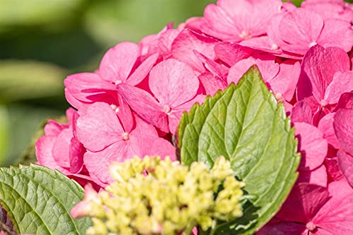 Hydrangea macrophylla 'Bouquet Rose' 60–80 cm – Winterhart, Mehrjährig, Pflegeleicht – Bauernhortensie – Zierstrauch für Garten & Kübel