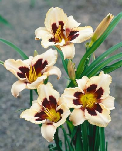 Hemerocallis x cult. 'Moonlit Masquerade' 11x11 cm Topf – Winterhart, Mehrjährig, Pflegeleicht – Taglilie – Staude für Beet & Rabatte