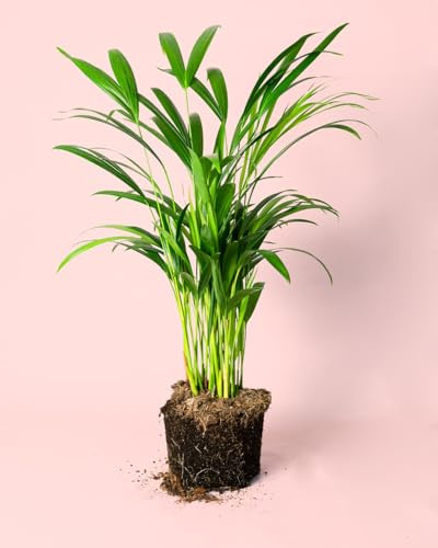 PUR PLANT Palma Areca (Dypsis lutescens) | Planta natural de interior y exterior | Apta para mascotas | Maceta de Ø 16 cm