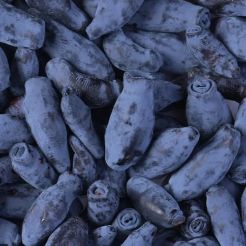 semi di mirtillo siberiano honeyberry, copertura del terreno, resistenti, varietà antiche esotiche, 300pcs