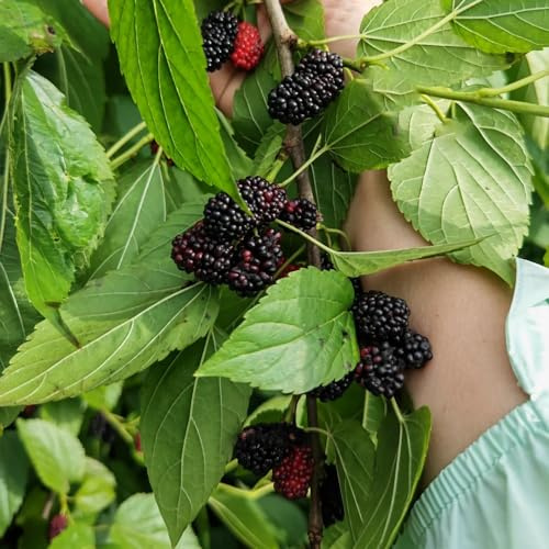 moras mora - de balcón de morera arbustos rápido crecimiento resistentes con en uso exterior, 350semillas