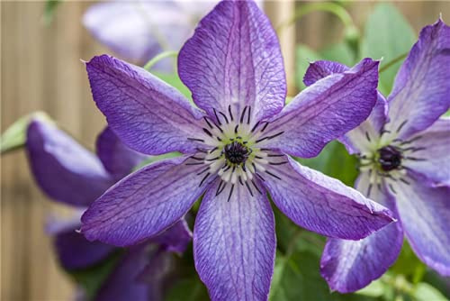 Waldrebe Clematis viticella Viola 40-60 cm Kletterpflanze winterhart | Violette Bluetenpracht, ideal fuer Zaun und Balkon, sonnig bis halbschattig, robust, dekorative Vertikalbegruenung