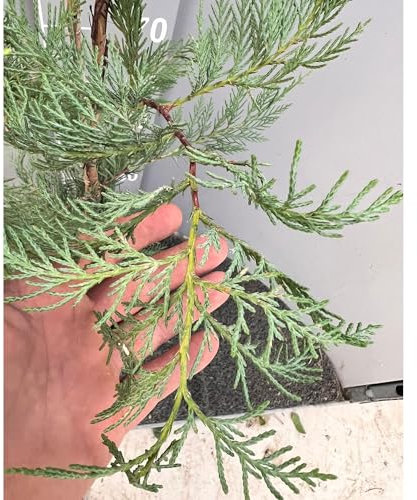 SAVINI VIVAI Heckenpflanze Zypresse Leylandii Heckenpflanzen Baum im Topf 18-20 cm Höhe 70-100 cm Hergestellt in Italien