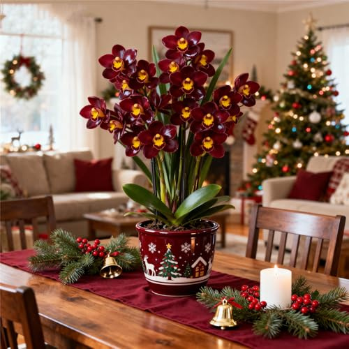 Rhizomes d'orchidée cymbidium, faciles d'entretien, orchidées de colibri, intérieur idéal, résistant à l'hiver, terrasse ou balcon, haute qualité (oignons cymbidium)-15rhizome-D