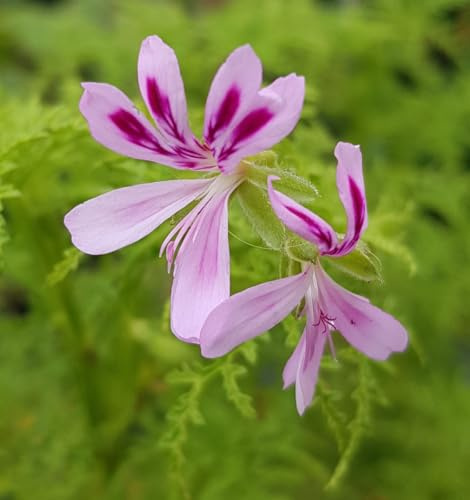 Pelargonium denticulatum 'Filicifolium' / Géranium au parfum de pin/Conteneur de 3 à 4 litres/Vivace Odorante