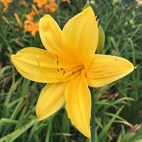 Blumixx Stauden Hemerocallis middendorffii – Wild-Taglilie, goldgelb blühend, winterharte Staude, robust, für Naturgarten