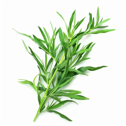 500 Tarragon Seeds - SemiSauvage Permaculture