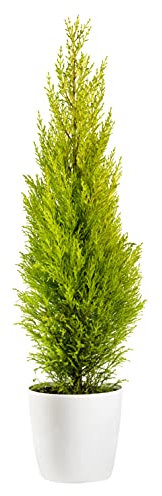 Cupressus Macrocarpa | Goldcrest 'Wilma'| Lemon Scented Gold Crest Conifer Set of 3 Approx. 50-60cm Tall | Evergreen, Fast Growing Plants |