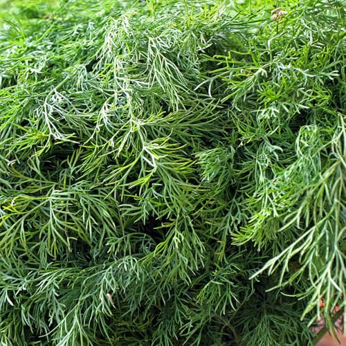 Semi di aneto - resistenti per giardinieri verdi biologiche raro esotico balcone giardino resistenti per giardini 650pcs