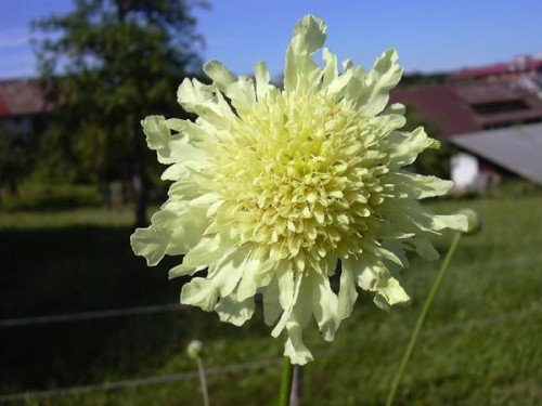 Gelbe Riesenskabiose Cephalaria gigantea 20 Samen