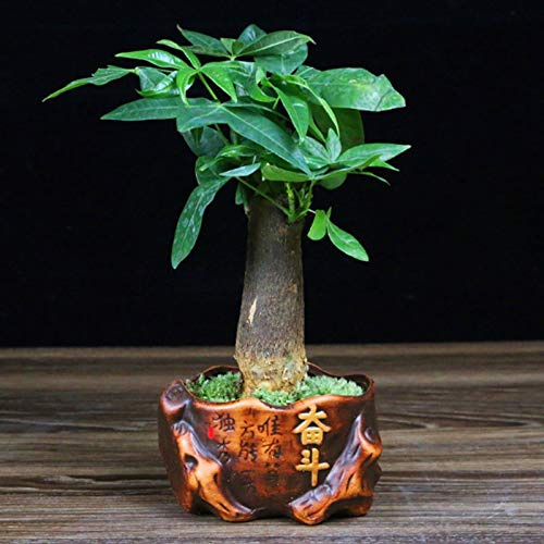 zlw-shop Macetas Planta de Escritorio Verdes de la Planta de cerámica Tiesto Tiesto Pequeño árbol de la Fortuna Tiesto Red Maceta Tiesto Planta Maceta Cactus