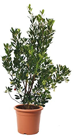 KENTIS - Arbutus Unedo Corbezzolo - Piante da Esterno Vere - Pianta da Giardino - Albero da Frutto - H 125-150 cm Vaso Ø 30 cm