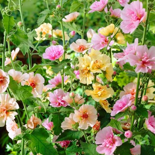 Piante Vere da Esterno - 10 Alcea Rosea Collezione - Resistenti & Perenni - Piante e Fiori Esclusivi dall'Olanda - per giardino, vasi e balcone (non semi, non artificiali)