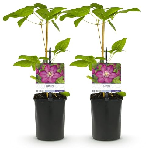 GreenboutiQ - Plante grimpante - Clematis Ville de Lyon - Fleur Rose - Peu d'entretien - 2 plantes - Pot 11cm Hauteur 40cm