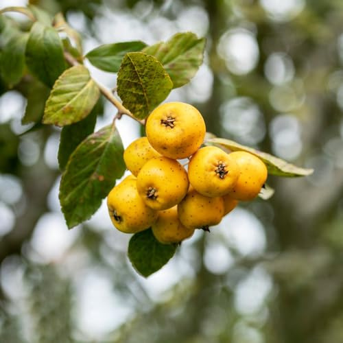 Semillas de espino,maceta de,árbol para jardín fruta columnar resistente jardín de,colorido semillas de,crecimiento rápido Las 30pcs