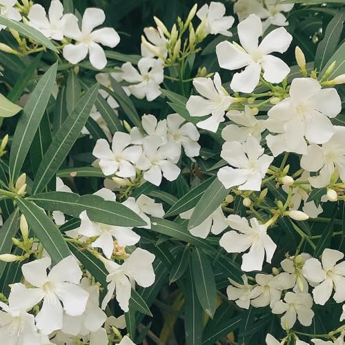 Semillas de adelfa, Decoración de jardín para exteriores Adelfa Nerium, comprar de adelfa de jardín de rocas resistentes 20pcs
