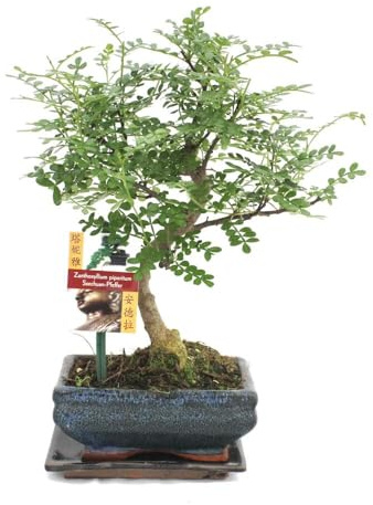 exotenherz - Bonsaï, poivre Szechuan - Zanthoxylum piperitum - 6ans