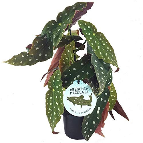20-30cm Spotted Begonia Maculata | Stunning Potted Premium Houseplant | Plant Gifts