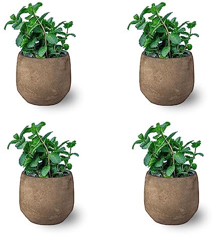 Menta Pack de 4 Plantas Naturales para Cocinar en Maceta Ø10 Altura 20 cm Interior y Exterior Hierba Aromática para Huerto Urbano y Jardín- Maceta de Cerámica NO incluida