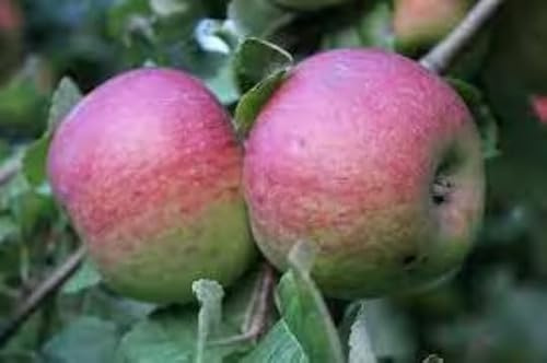 Pink Lady Apple Trees Bareroot 2-3 feet Tall-Sweet, Tart Fruit, Easy to Grow Tree!! (1)