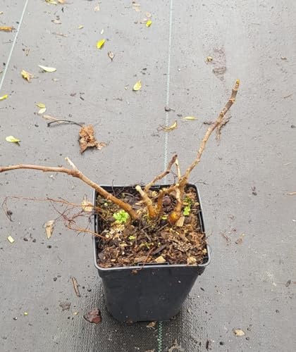 Ficus carica 'Francuesco' / Figuier 'Francesca' / Conteneur de 1 à 1.9 litres/Arbuste Fruitier