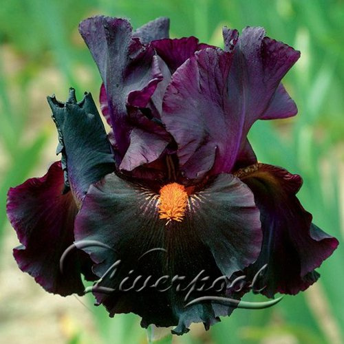 5 Iris Semi, popolare fiori giardino perenne, fiore splendido taglio 5 Black Iris
