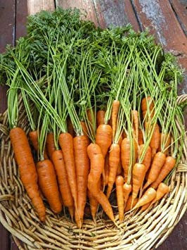 SAMEN Karottensamen (10 pro Packung)