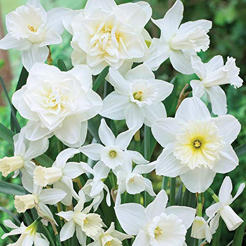 Narcissus White Daffodil Bulbs White Diamonds Flower Mixture Garden Daffodils 10 Bulbs by Thompson and Morgan