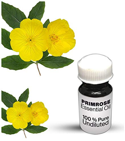 Olio essenziale di primula / 100% puro olio essenziale di primula (500 ml)