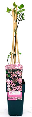 CLEMATIS MONTANA FRAGRANT SPRING, ALTEZZA 50CM, piante vere