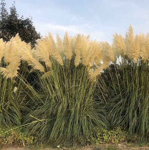 6 x Cortaderia selloana - P9 - Pampasgras im 9 x 9 cm topf