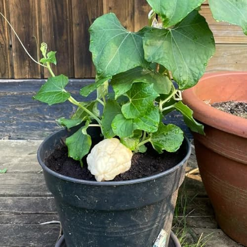 chayote bio - bio gemüsesamen alte sorten nachhaltige geschenke gemüsepflanzen gartenkräuter hochbeete für garten winterharte garten gemüsesamen wintergemüse anzucht kaufen exotische 225samen