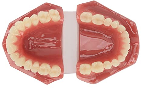 Modèle de Dents Dentaires, Modèle de Démonstration Dentaire Réutilisable Orthodontique Adultes Résine 28 Dents Formation pour Clinique pour Dentiste