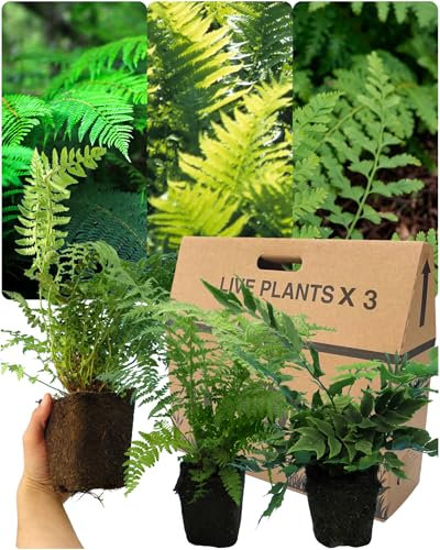 3 Mixed Live Fern Garden Plants - Growers Choice, Can Include Shield, Holly & Male. Established 1ltr Rootball, 30cm Tall. Ornamental Hardy Evergreen Garden Ready Outdoor Shrub or Indoor House Plant