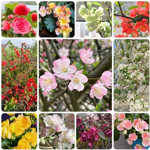 begonien kräuterpflanzen, balkon wildblumensamen hochbeet blumenwiese mehrjährig herbst deko 125samen