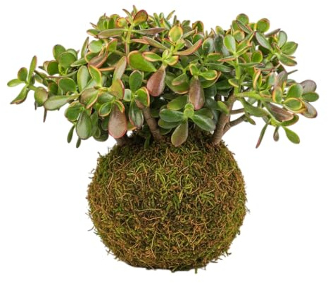 Kokedama Planta de Jade Viva DECOALIVE Interior