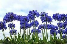 Lily of the Nile, 20+ SEEDS Blumen, Blau afrikanische Lilie Agapanthus africanus