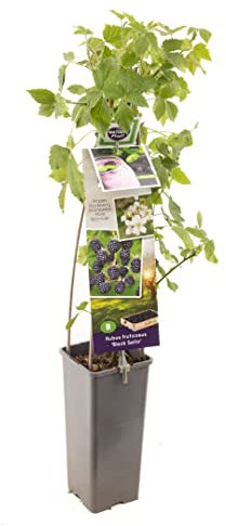 Zarzamora Natural Planta de Frutos del Bosque Azules - Árbol Resisitente y de Poco Mantenimiento