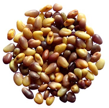 Trèfle Violet ( Trèfle Des Prés ) - 40 grammes - Trifolium Pratense - Red Clover - ( Engrais Vert - Green Manure ) - SEM05