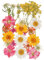 Fleurs Séchées Vrac, Fleurs Pressées Séchées, Vritable Fleurs Sches Mixtes Fleurs Presses pour la Fabrication de Cadres Photo DIY, Bijoux Artisanaux, etc (Bouquet de Champ de Fleurs, 24 Fleurs)
