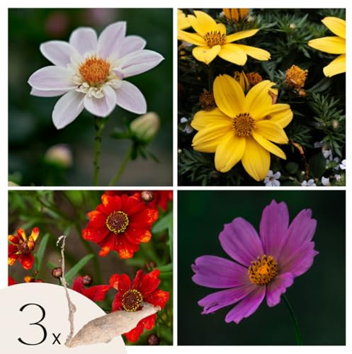 Plant in a Box - Dahlias - Set de 3 - Dahlia 'Topmix' - Bulbes à fleurs - Vert